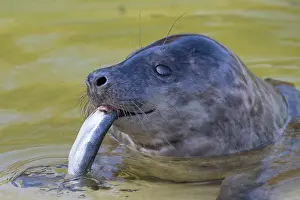 Pinnipeds: Grey Seal Fish