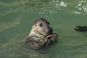 Hold: Grey Seal - With Fish - Sheltand - UK