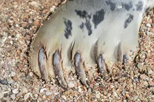 Flipper: Grey Seal - detail of flipper - Germany