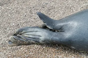 Flipper: Grey Seal - detail of flipper - Germany