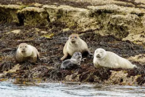Mull: Grey Seal group resting on cliffs Mull Island