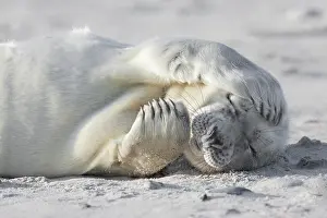 Insel: Grey seal (Halichoerus grypus), Insel Dane, Helgoland