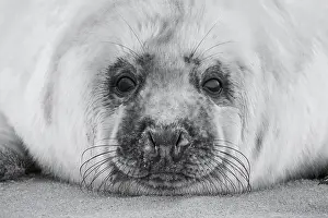 Insel: Grey seal (Halichoerus grypus), Insel Dane, Helgoland