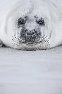 Insel: Grey seal (Halichoerus grypus), Insel Dane, Helgoland