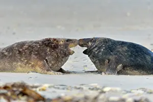 Attack: Grey Seal (Halichoerus grypus), fighting Male, Mating