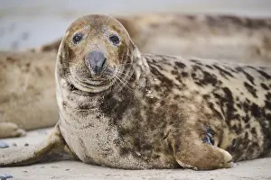 Seals: Grey seal (Halichoerus grypus)