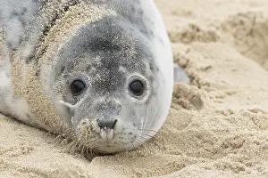 Norfolk: Grey seal (Halichoerus grypus) adult animal resting on a sandy beach