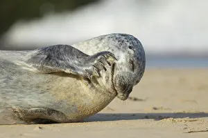 Norfolk: Grey seal (Halichoerus grypus) adult animal scratching