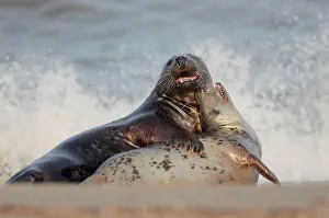 230122: Grey Seal (Halichoerus grypus) adult pair, courting