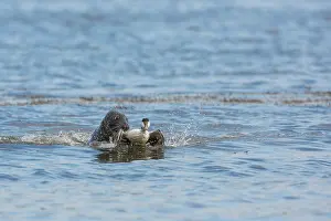 Pursue: Grey seal (Halichoerus grypus) attacking a Common