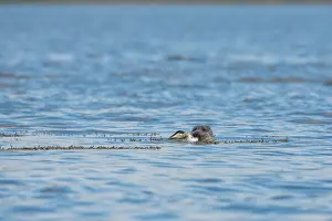 Mollissima: Grey seal (Halichoerus grypus) attacking a Common