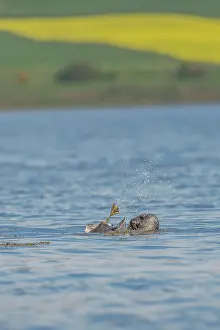 Mollissima: Grey seal (Halichoerus grypus) attacking a Common