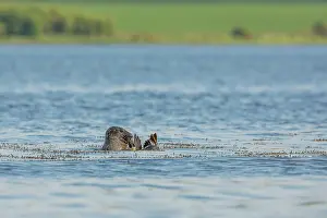 Mollissima: Grey seal (Halichoerus grypus) attacking a Common