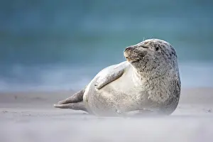 160919: Grey seal (Halichoerus grypus) on the beach, Helgoland