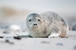 Halichoerus: Grey seal (Halichoerus grypus) on the beach, North