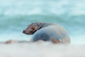Helgoland: Grey Seal (Halichoerus grypus), Female, Helgoland