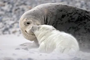 Storms: Grey Seal (Halichoerus grypus), female with young
