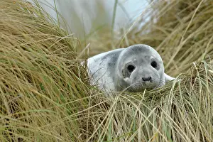 Marram: Grey seal (Halichoerus grypus) juvenile after weaning