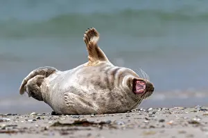 Snout: Grey seal (Halichoerus grypus) lies with open mouth