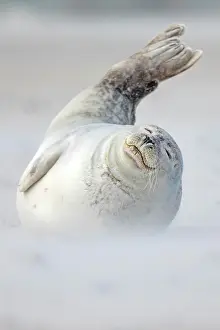 Raised: Grey seal (Halichoerus grypus) lies with raised