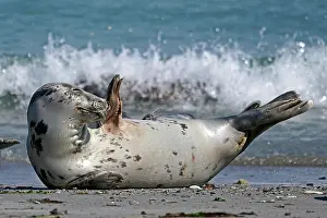 200819: Grey seal (Halichoerus grypus) lying on the beach