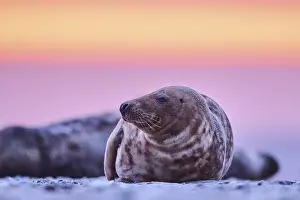 Seals: Grey seal (Halichoerus grypus) lying on the beach at sunset