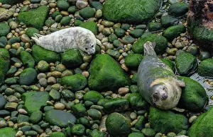 Free: Grey seal, Halichoerus grypus mother and pup on