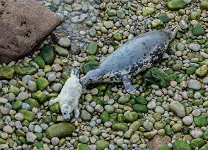 Free: Grey seal, Halichoerus grypus mother and pup on