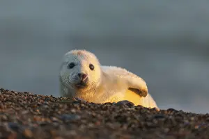 Norfolk: Grey seal (Halichoerus grypus) new born pup on a pebble beac