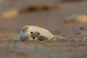 Norfolk: Grey seal (Halichoerus grypus) new born pup on a sandy beach