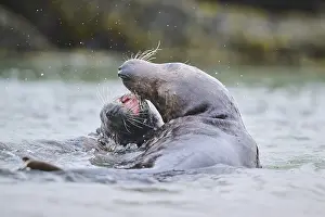 Seals: Grey seal (Halichoerus grypus) playing with each other in the water