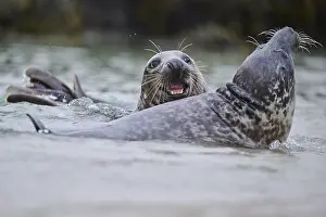 Seals: Grey seal (Halichoerus grypus) playing with each other in the water