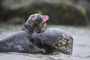Seals: Grey seal (Halichoerus grypus) playing with each other in the water