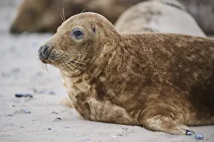 Seals: Grey seal (Halichoerus grypus), portrait, on the beach