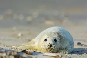 Helgoland: Grey Seal (Halichoerus grypus), Pup, Helgoland