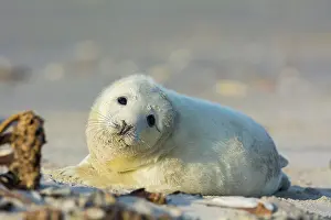 Helgoland: Grey Seal (Halichoerus grypus), Pup, Helgoland