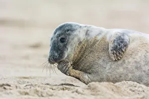 Helgoland: Grey Seal (Halichoerus grypus), Pup, Helgoland