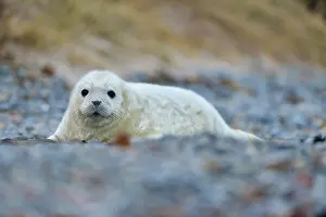Halichoerus: Grey Seal (Halichoerus grypus), Pup, Helgoland