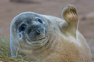 230120: Grey Seal (Halichoerus grypus) - Pup portrait -