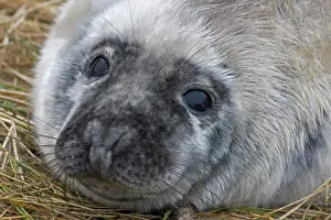230120: Grey Seal (Halichoerus grypus) - Pup portrait -