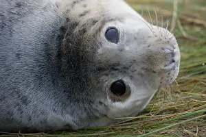 230120: Grey Seal (Halichoerus grypus) - Pup portrait -