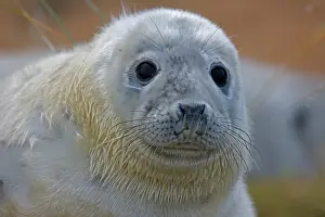 230120: Grey Seal (Halichoerus grypus) - Pup portrait -