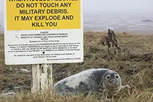 230120: Grey Seal (Halichoerus grypus) - Pup on RAF Bombing