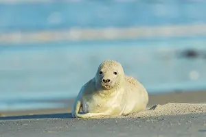 Sandstorm: Grey Seal (Halichoerus grypus), Pup After Sandstorm