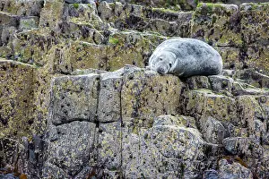 Phocidae: Grey seal (Halichoerus grypus) on rock, Farne Islands