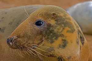 230120: Grey Seal (Halichoerus grypus) - UK - Female portrait