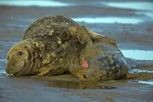 230120: Grey Seal (Halichoerus grypus) - UK - Male and