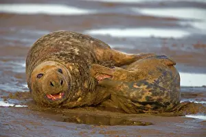 230120: Grey Seal (Halichoerus grypus) - UK - Male and