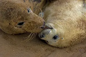 Interacting: Grey Seal (Halichoerus grypus) - United Kingdom