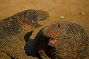 230120: Grey Seal (Halichoerus grypus) - United Kingdom